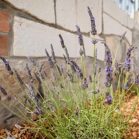 Villa Didova Kuca, With Private Pool Near Rogoznica,sleeps 9 Podorljak