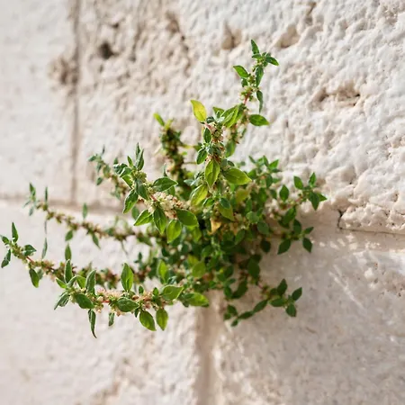 Didova Kuca, Holiday Home With Private Pool Near Rogoznica,Sleeps 9 Villa Podorljak