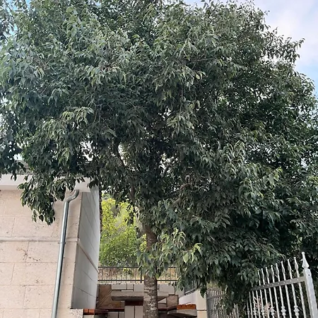 Didova Kuca, Kamena Sa Bazenom U Blizini Rogoznice * Podorljak