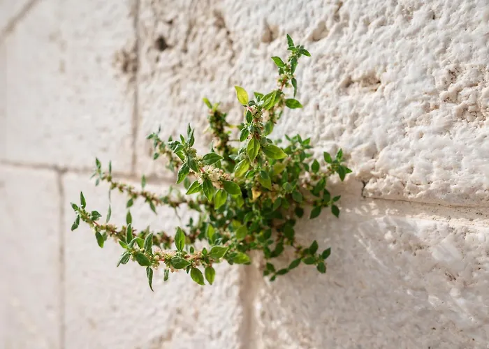 Didova Kuca, With Private Pool Near Rogoznica,sleeps 9 别墅 Podorljak